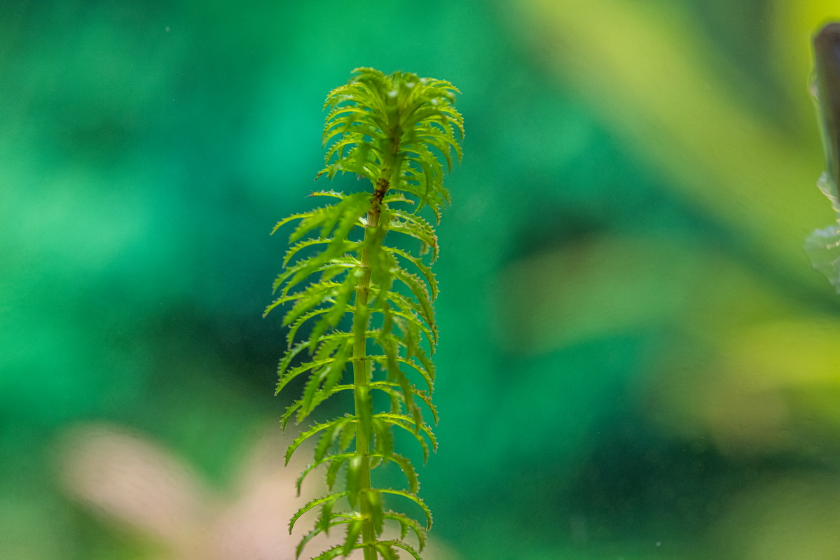 IMG 9354 Hydrilla verticillata tomillo de agua