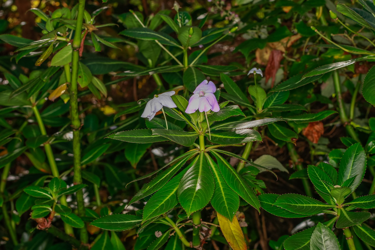  MG 4114 Impatiens sodenii  balsamina