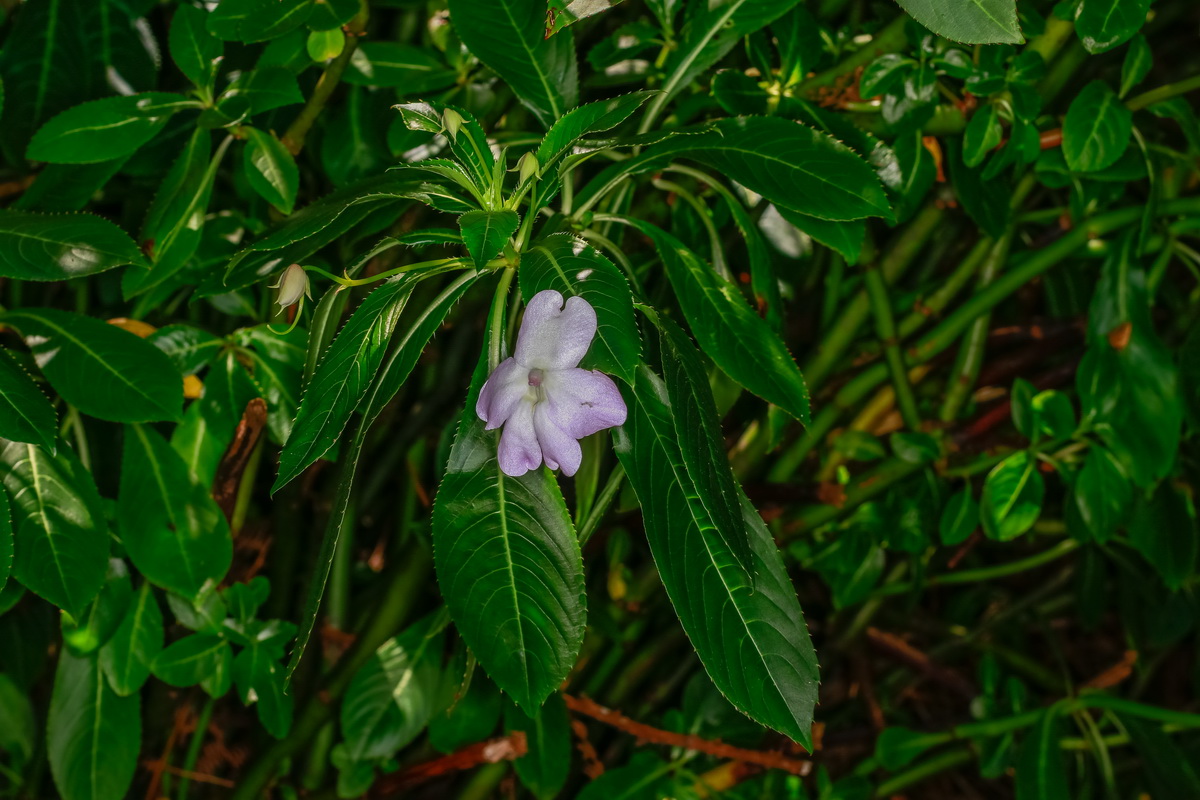  MG 4115 Impatiens sodenii  balsamina