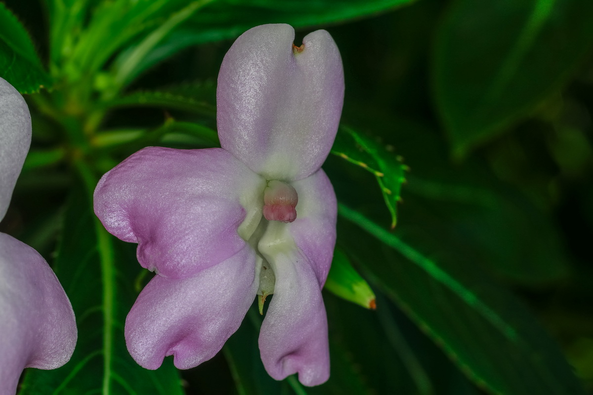  MG 4117 Impatiens sodenii  balsamina