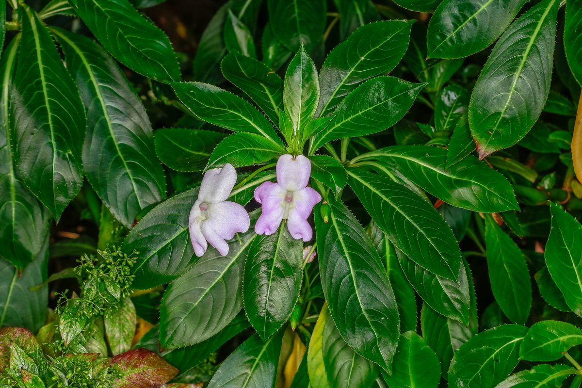  MG 4118 Impatiens sodenii  balsamina