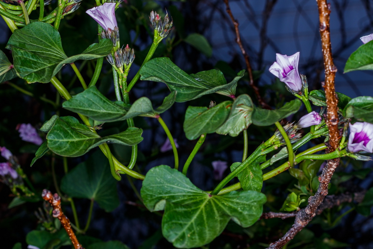  MG 5092 Ipomoea batatas