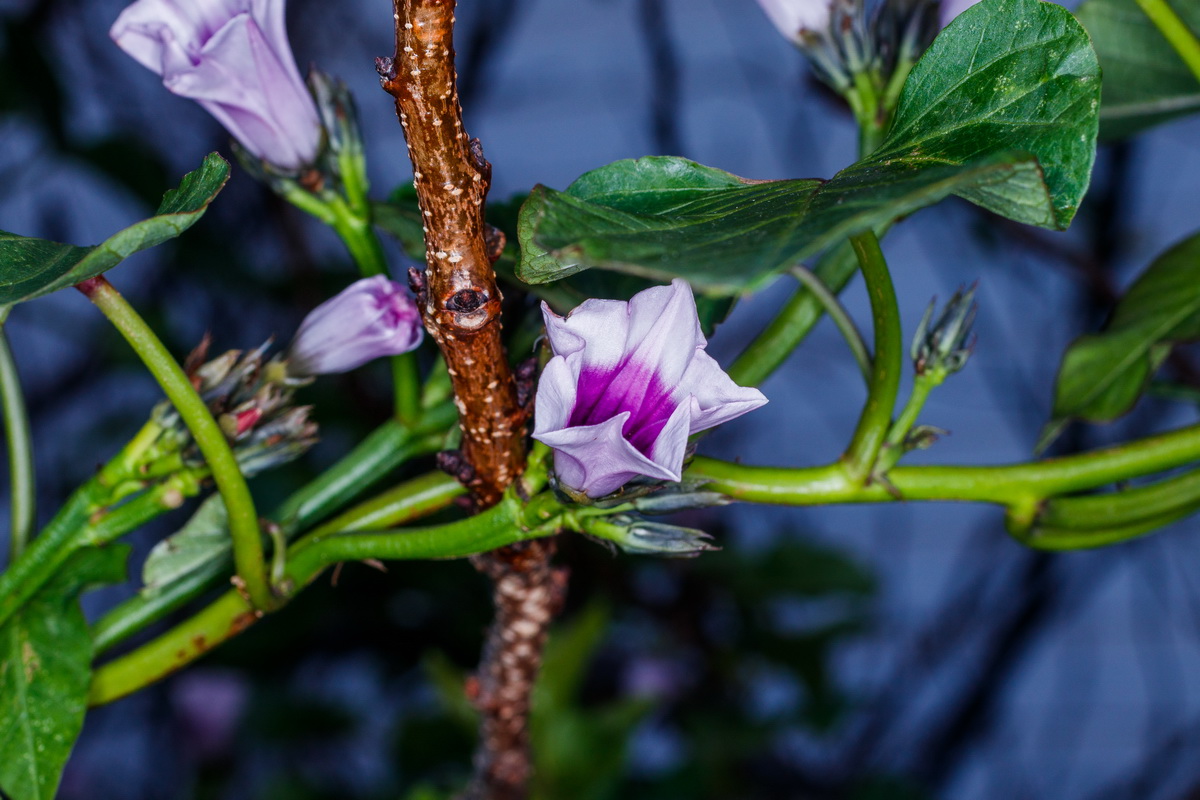  MG 5093 Ipomoea batatas