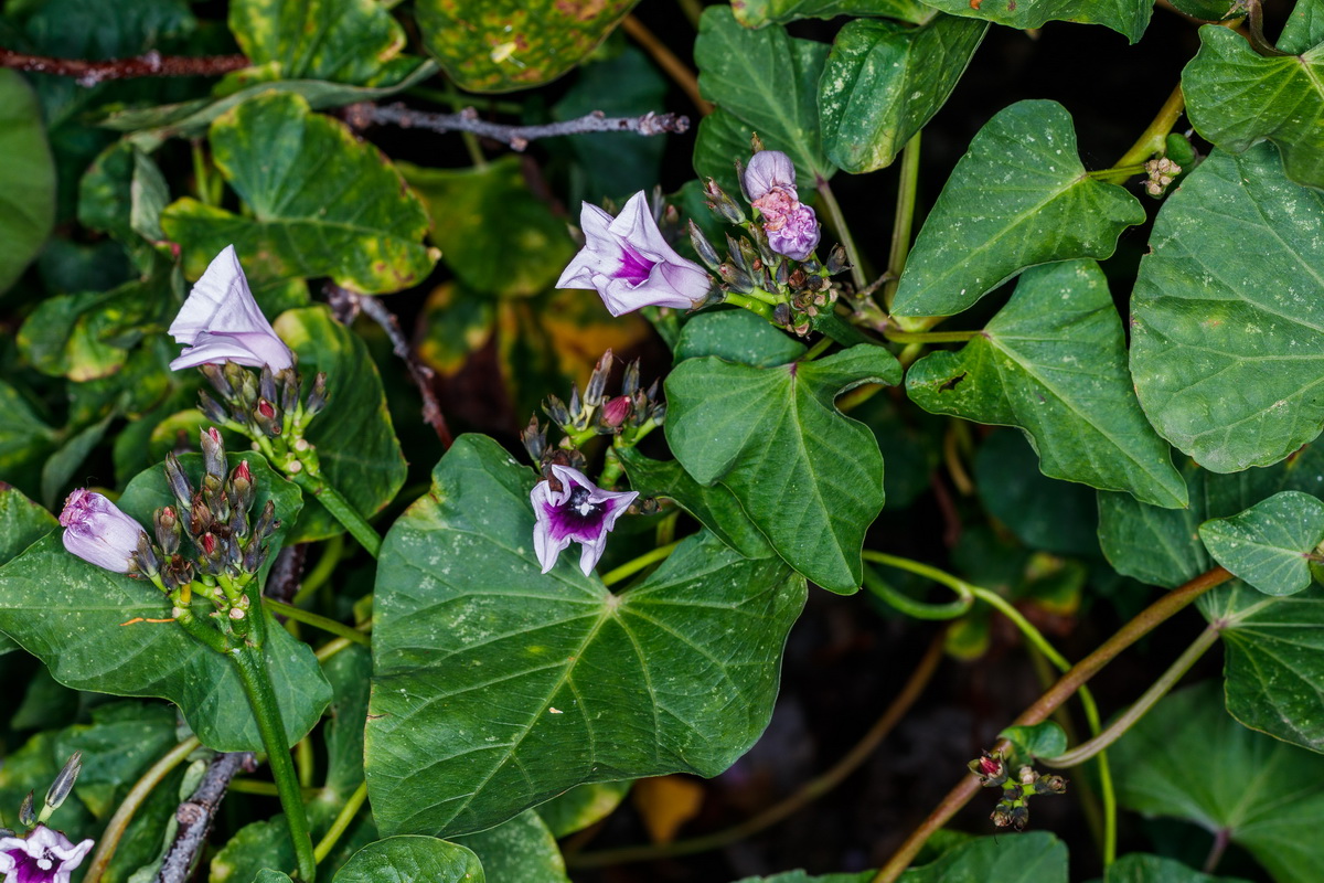  MG 5094 Ipomoea batatas