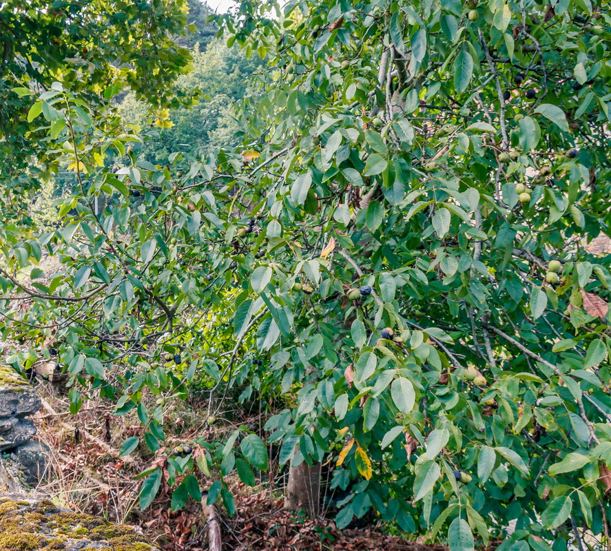  MG 3562 Juglans regia Nogal