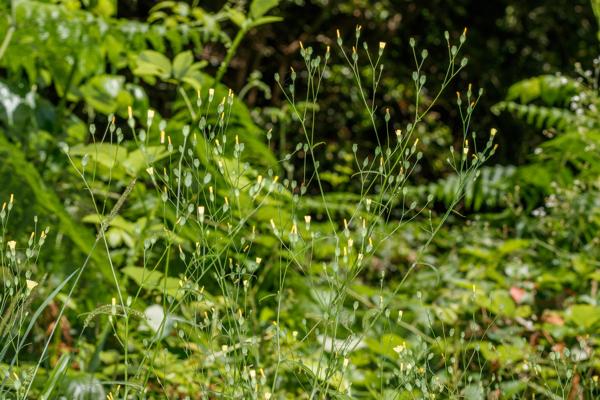  MG 9145 Lapsana communis hierba pezonera