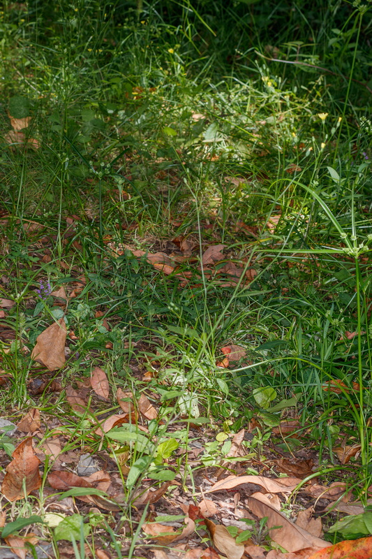  MG 9155 Lapsana communis hierba pezonera
