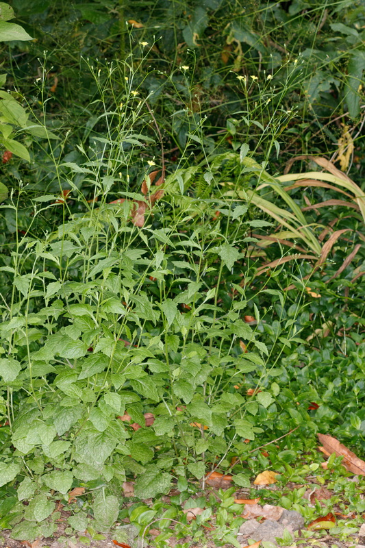  MG 9189 Lapsana communis hierba pezonera