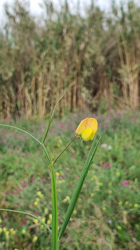 Lathyrus annuus chicharo amarillo 01