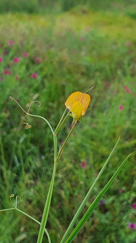 Lathyrus annuus chicharo amarillo 02