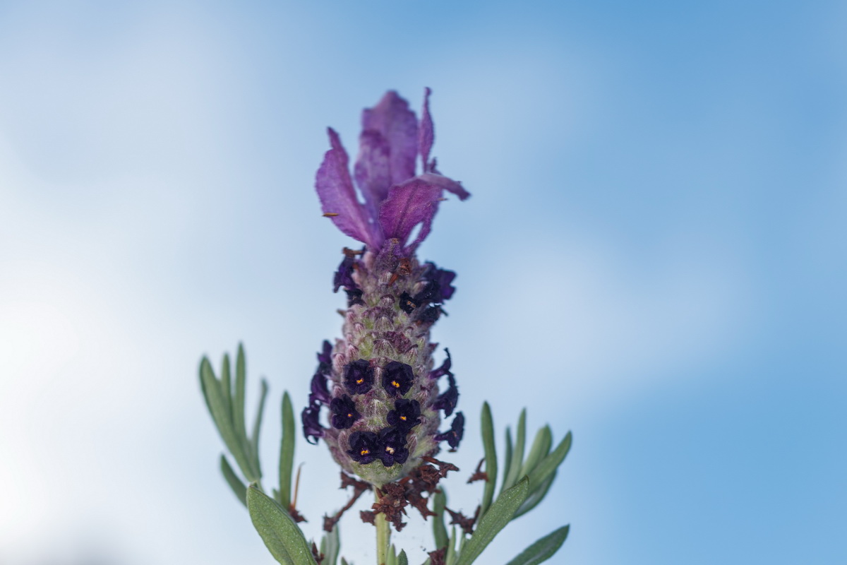  MG 1021 Lavandula stoechas cantueso