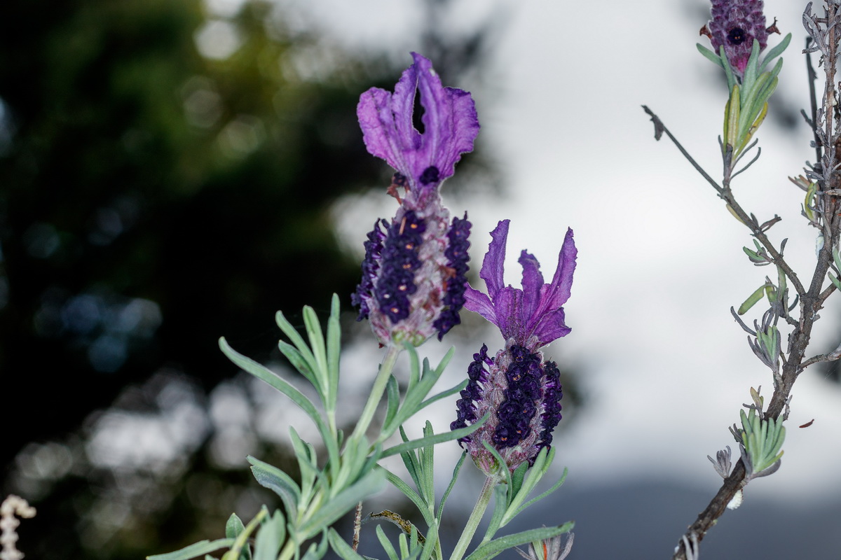  MG 1030 Lavandula stoechas cantueso