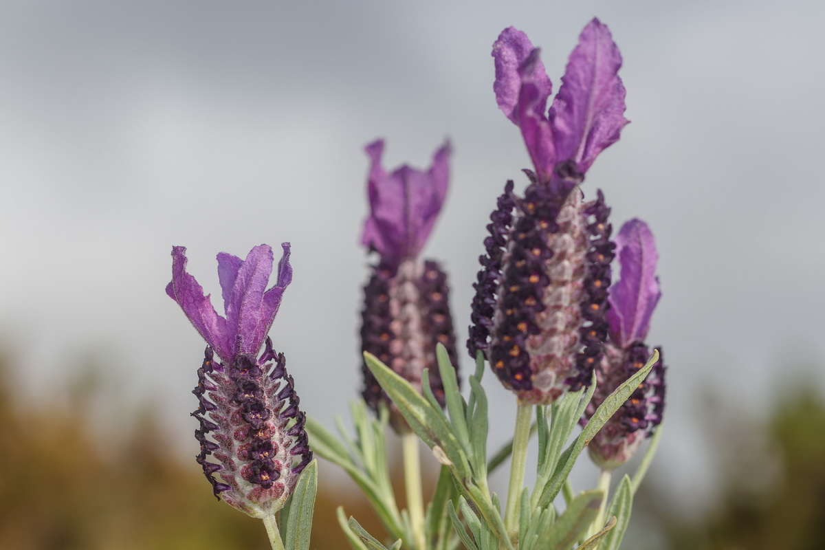  MG 1091 Lavandula stoechas cantueso