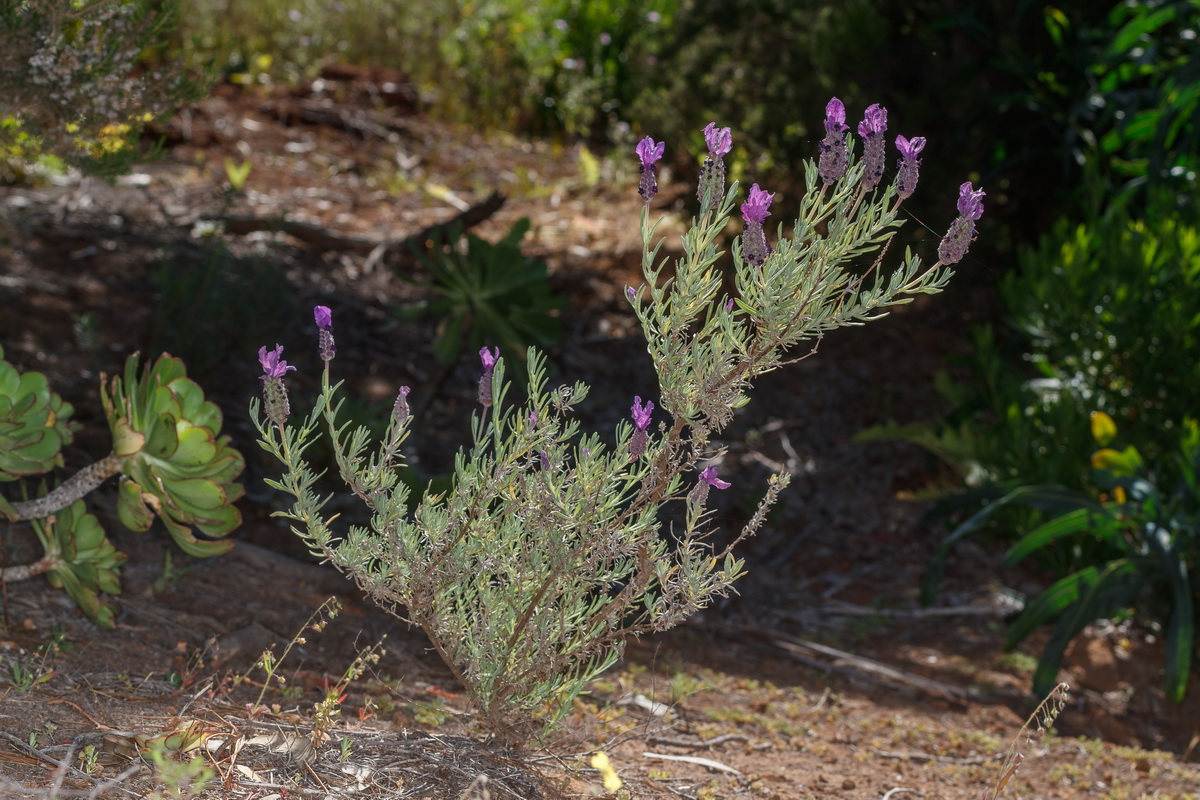  MG 1173 Lavandula stoechas cantueso