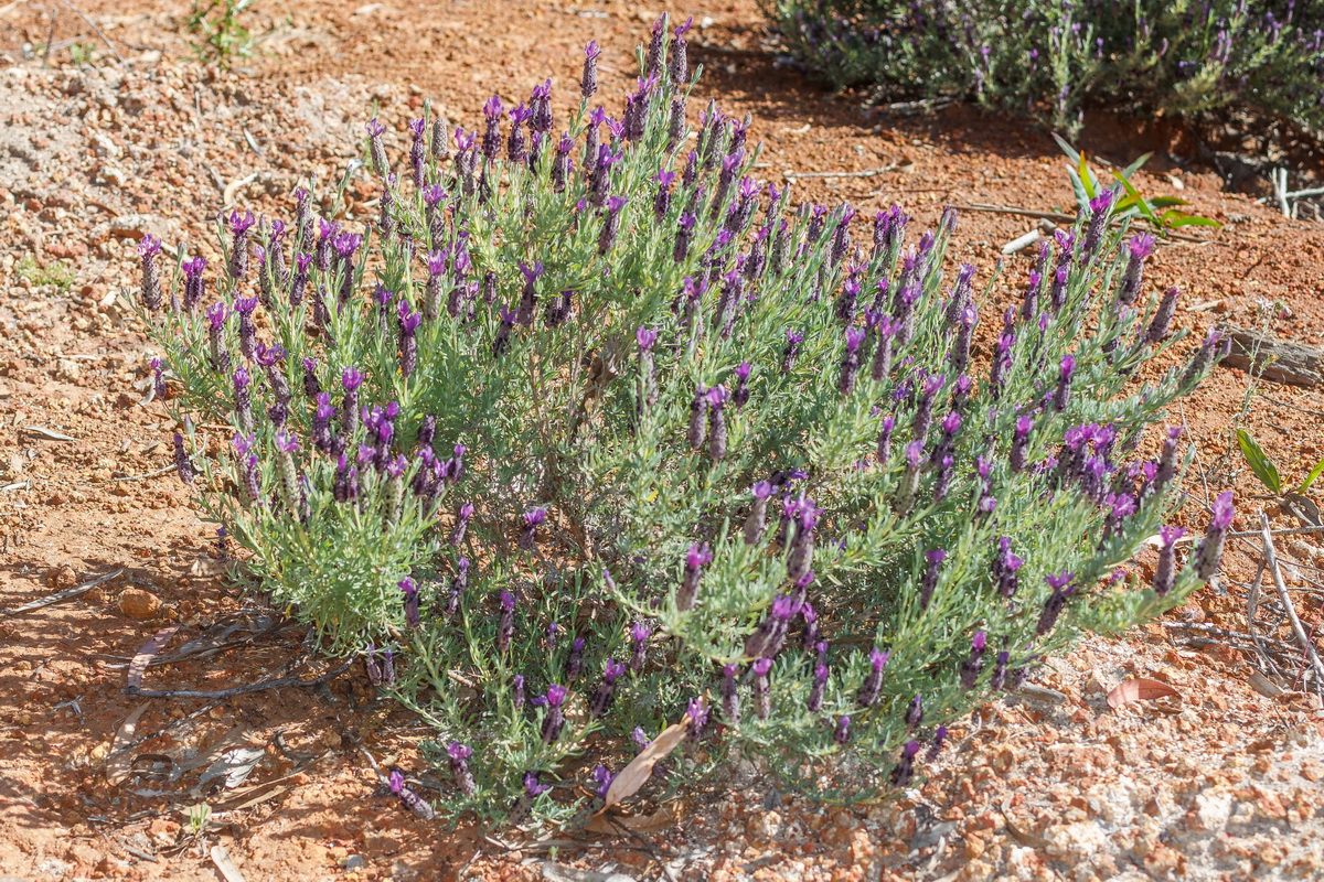  MG 1198 Lavandula stoechas cantueso