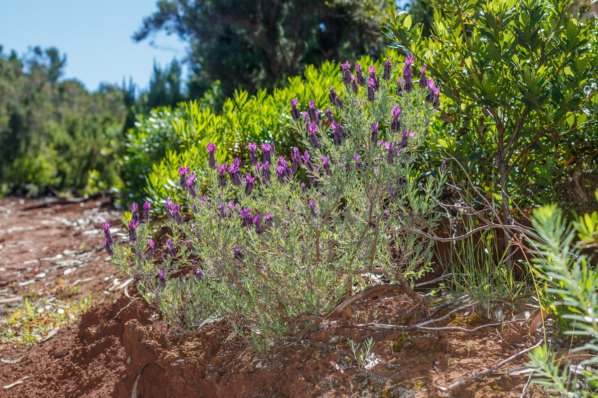  MG 1199 Lavandula stoechas cantueso