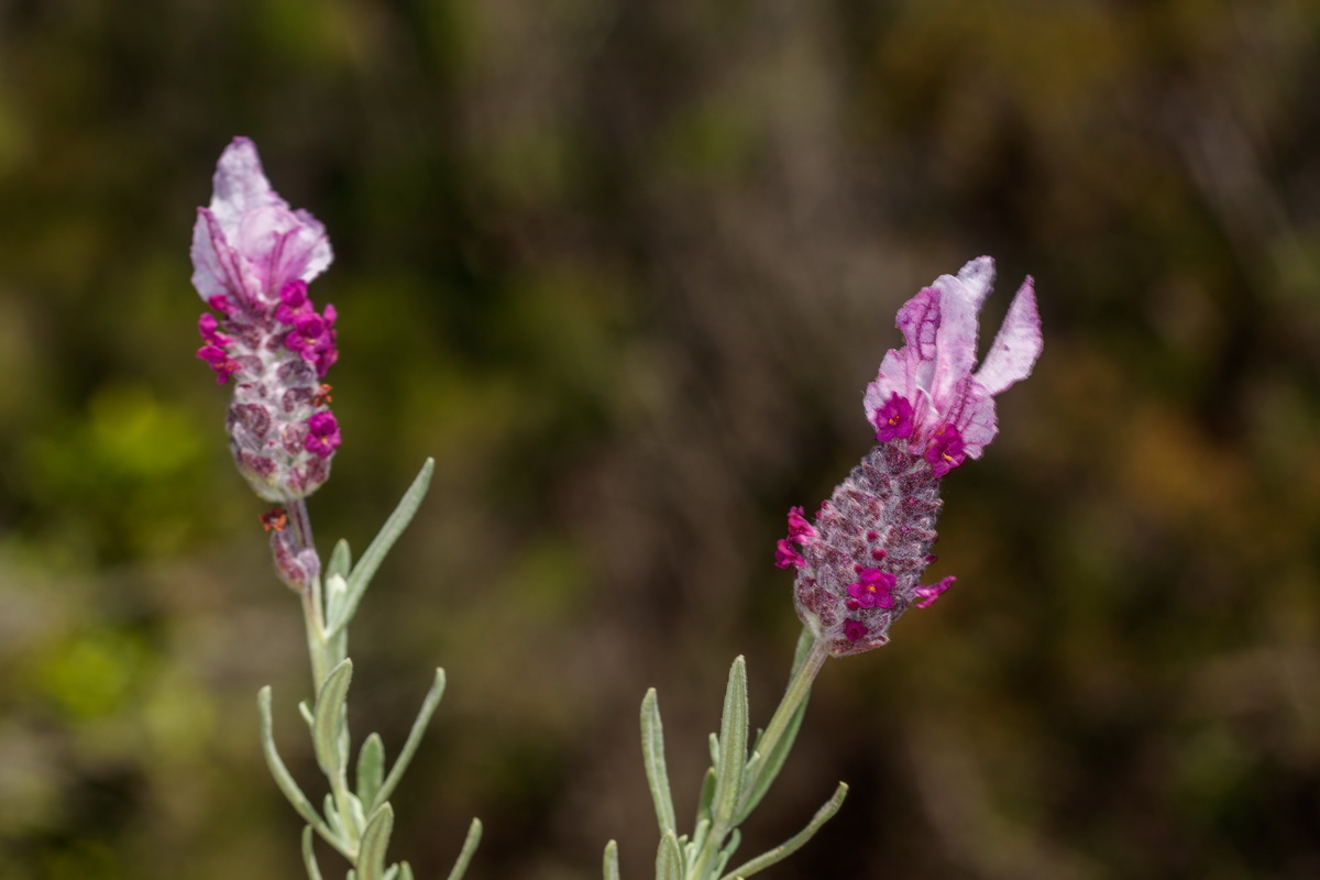  MG 1213 Lavandula stoechas subsp. stoechas f. rosea cantueso