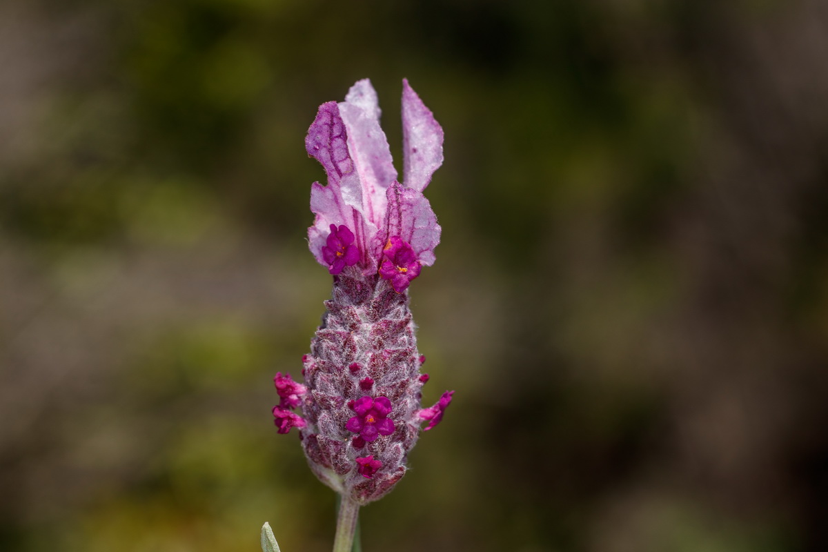  MG 1214 Lavandula stoechas subsp. stoechas f. rosea cantueso