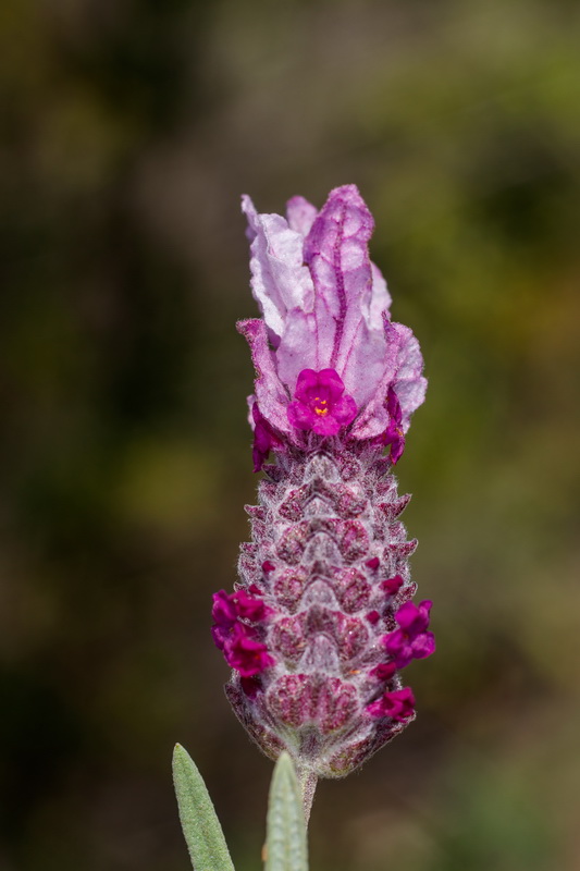  MG 1218 Lavandula stoechas subsp. stoechas f. rosea cantueso