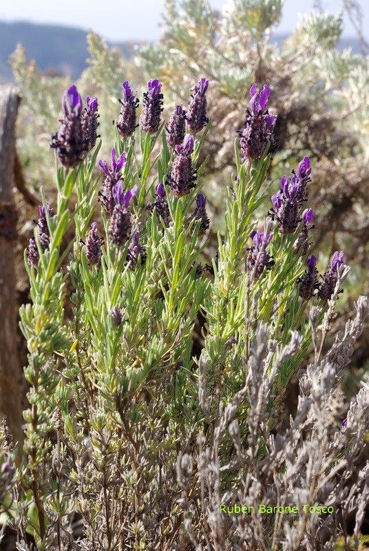 Lavandula stoechas   foto Rubén Barone resize Watermarked (2)