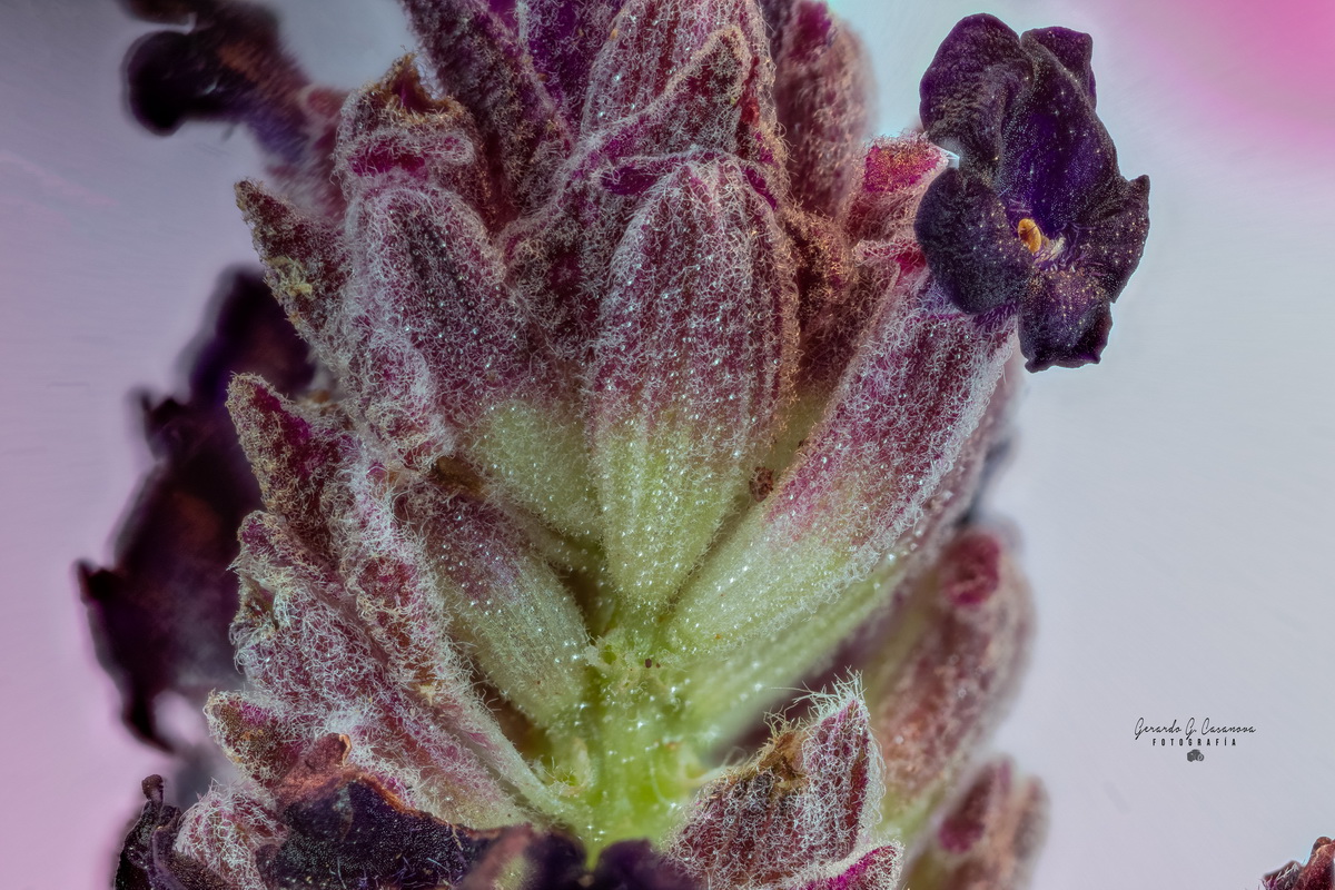 Lavandula stoechas 06