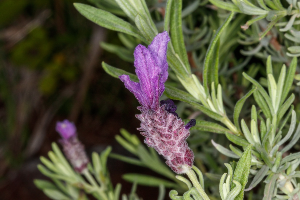  MG 3310 Lavandula stoechas