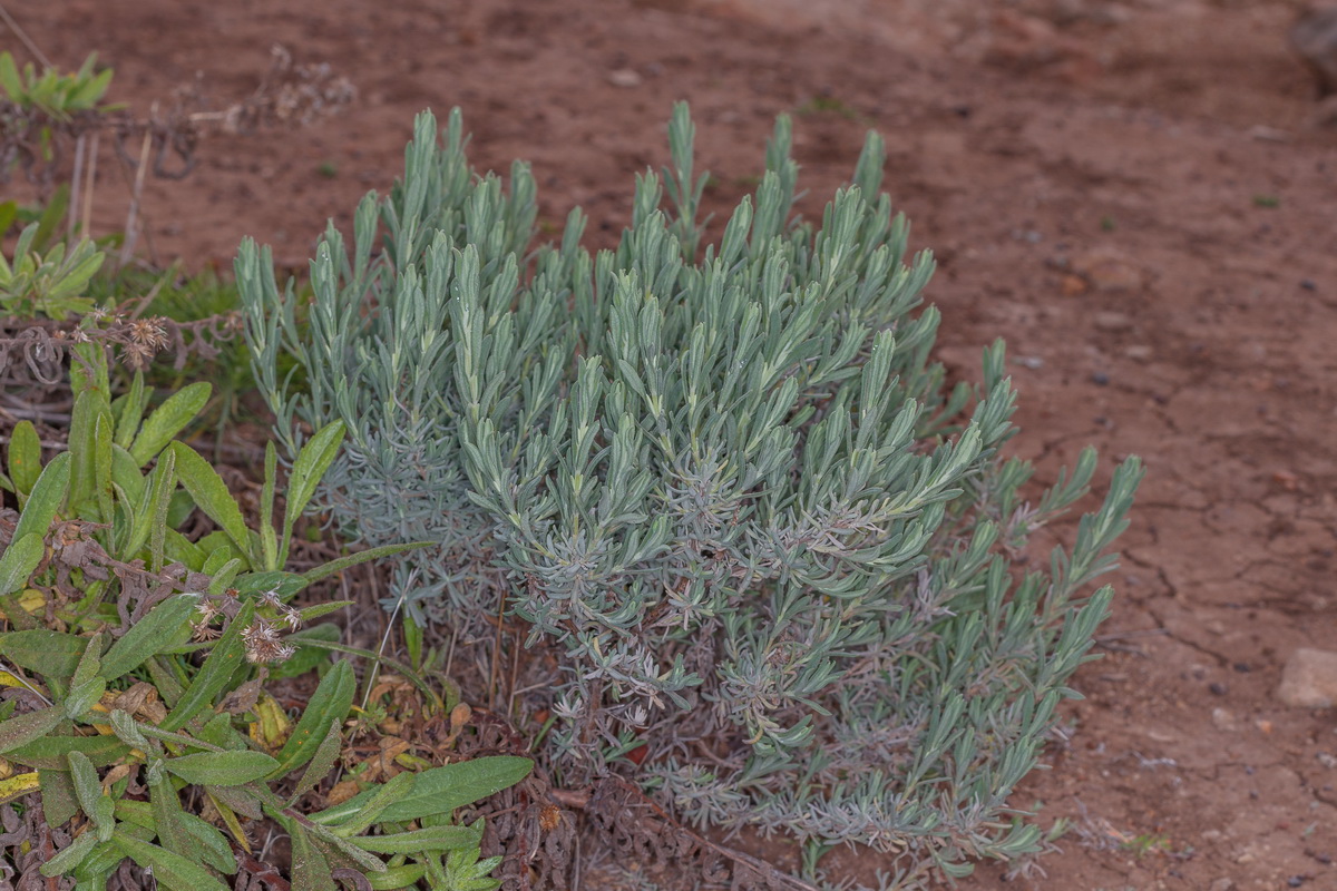  MG 8810 Lavandula stoechas subsp stoechas