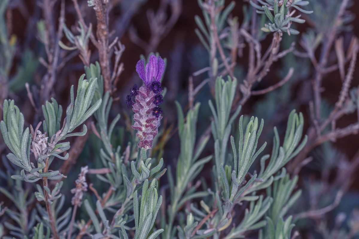  MG 9329  Lavandula stoechas