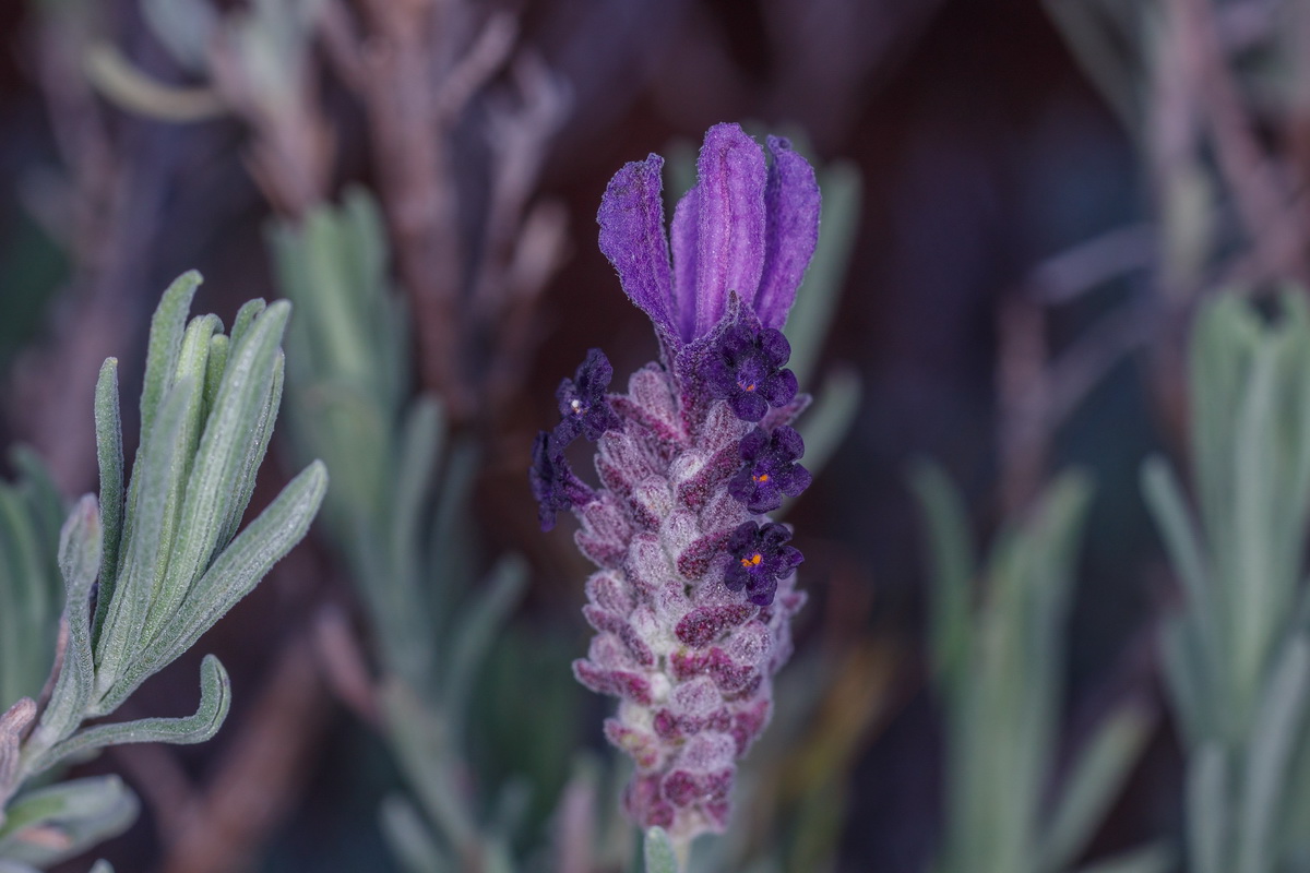  MG 9330  Lavandula stoechas