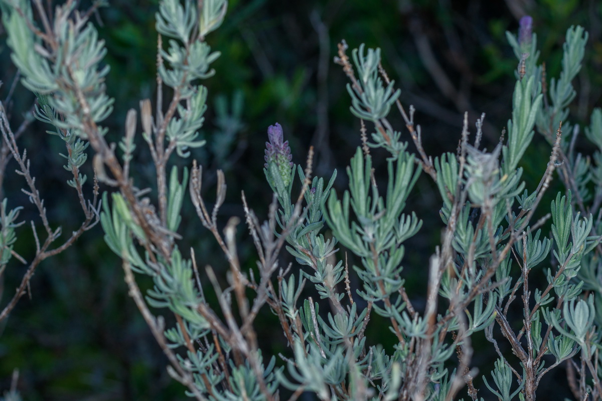  MG 9337  Lavandula stoechas