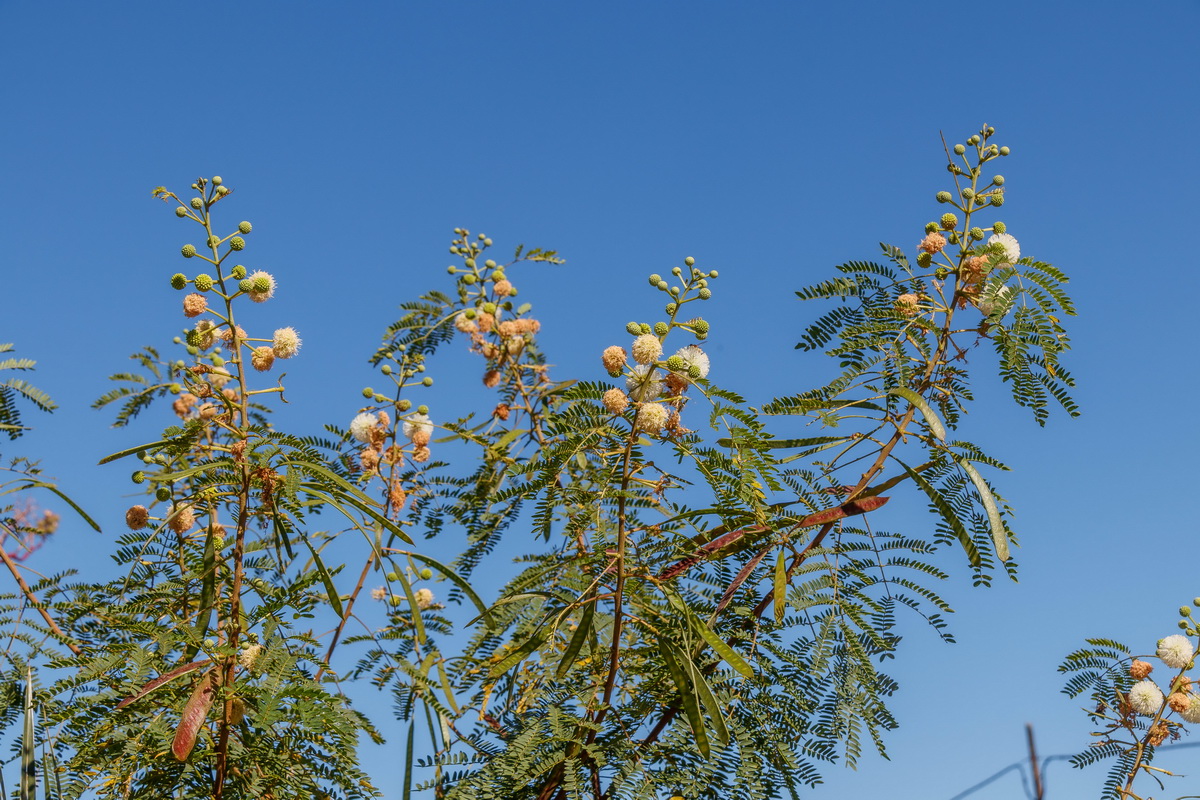  MG 5151 Leucaena glabrata aromo blanco mimosa blanca