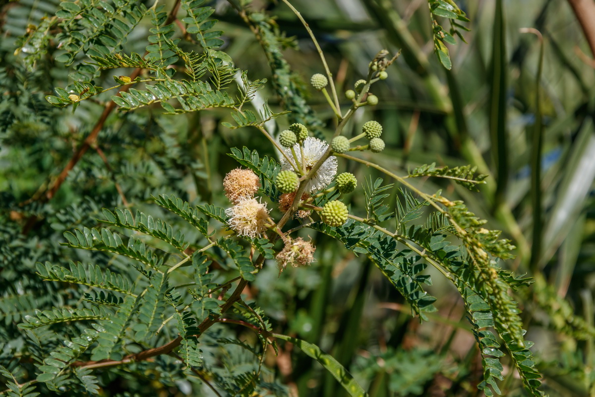  MG 5152 Leucaena glabrata aromo blanco mimosa blanca