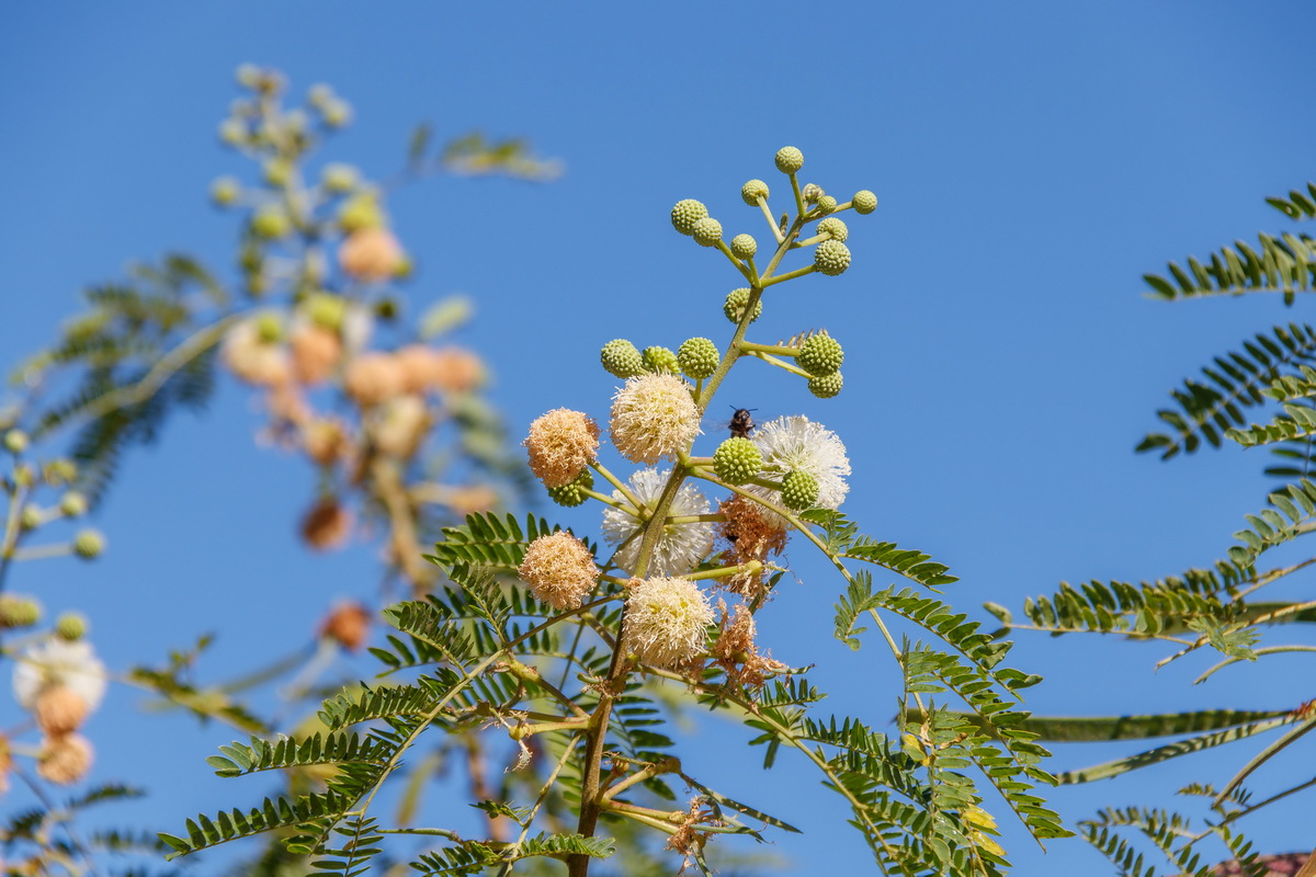  MG 5153 Leucaena glabrata aromo blanco mimosa blanca