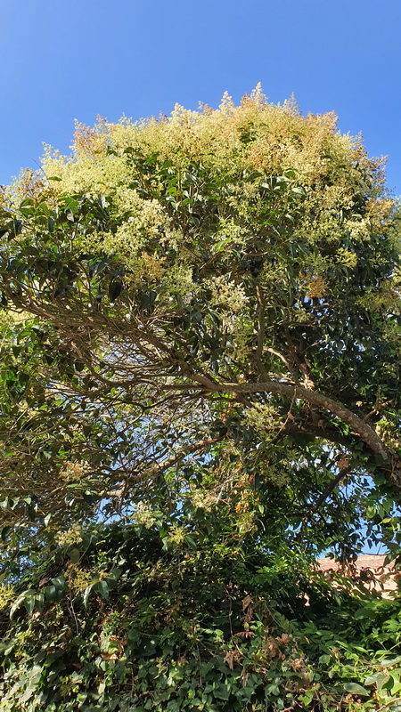 20200724 091642 Ligustrum lucidum aligustre de japon