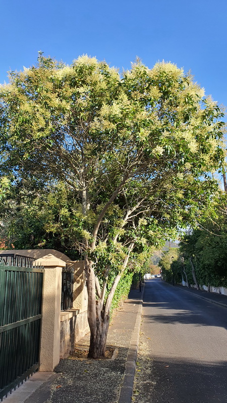 20200724 091652 Ligustrum lucidum aligustre de japon