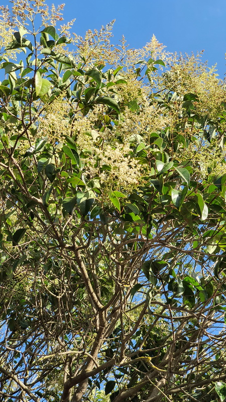 20200724 091659 Ligustrum lucidum aligustre de japon