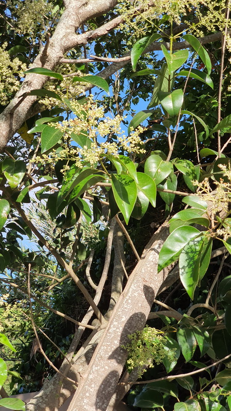 20200724 091707 Ligustrum lucidum aligustre de japon