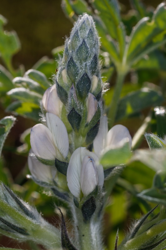  MG 1231  Lupinus albus altramuz chocho