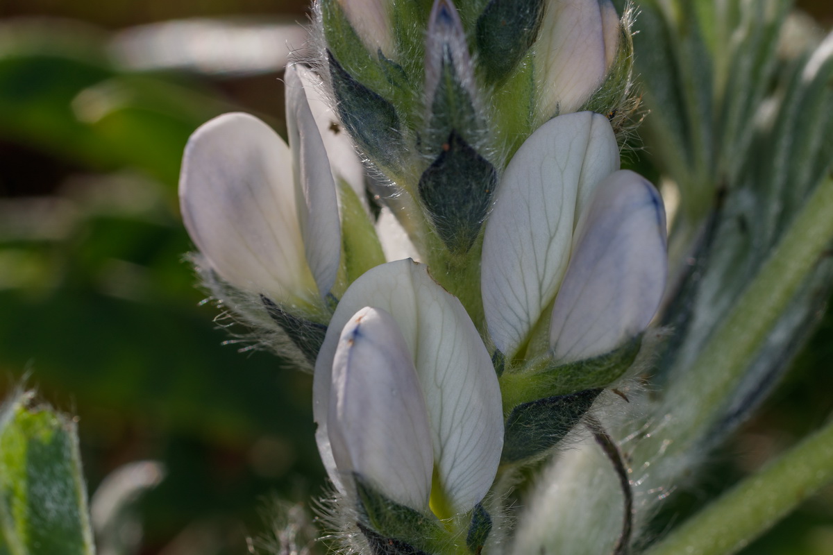  MG 1234  Lupinus albus altramuz chocho