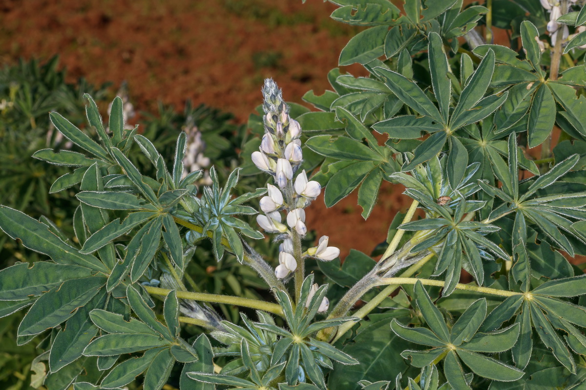  MG 1283  Lupinus albus altramuz chocho