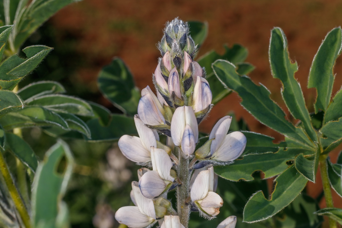  MG 1285  Lupinus albus altramuz chocho