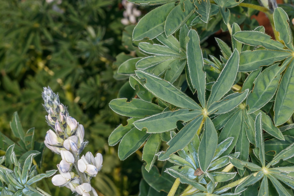  MG 1287  Lupinus albus altramuz chocho