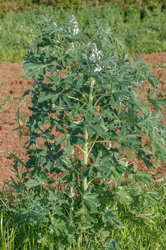  MG 1291 Lupinus albus altramuz chocho