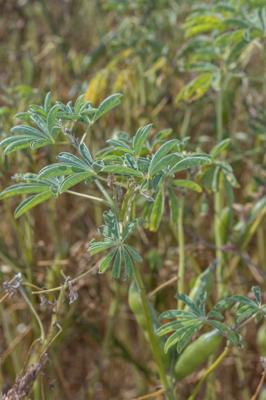  MG 4492 Lupinus albus altramuz chocho comun