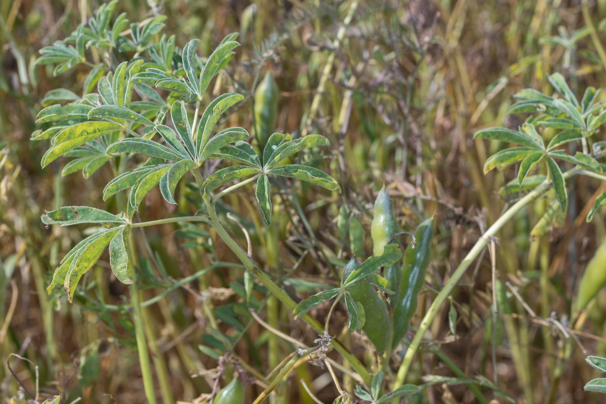  MG 4493 Lupinus albus altramuz chocho comun