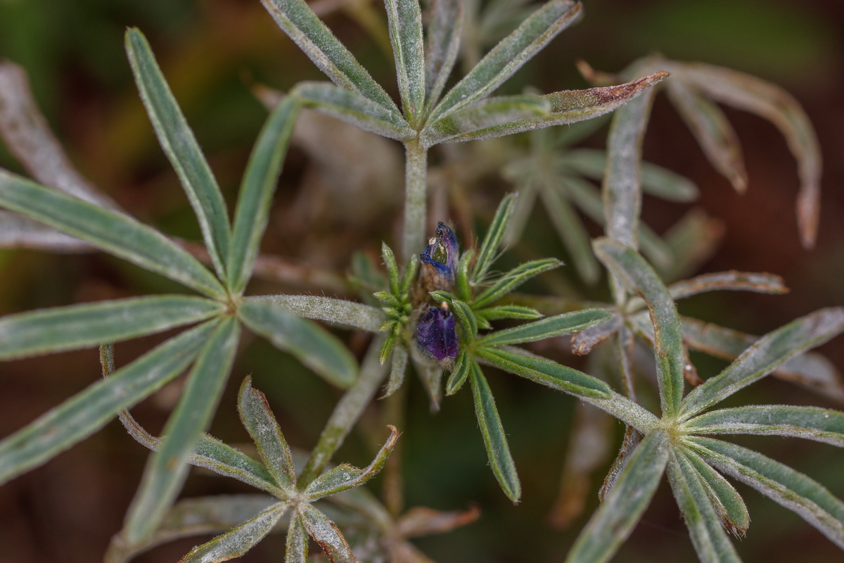  MG 0375 Lupinus angustifolius chocho de hoja estrecha