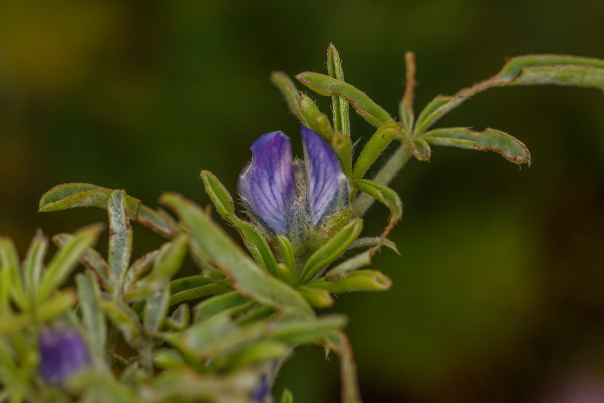  MG 0391 Lupinus angustifolius chocho de hoja estrecha