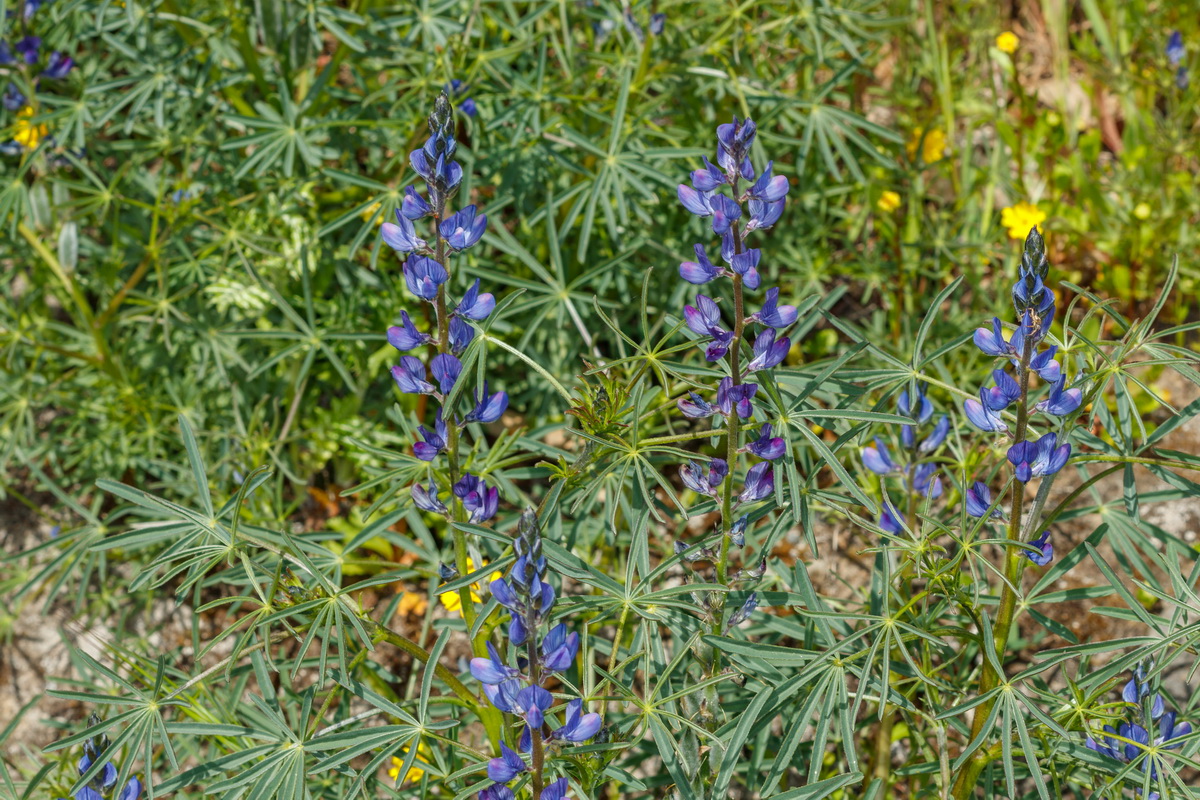  MG 2004 Lupinus angustifolius Chocho de hoja estrecha