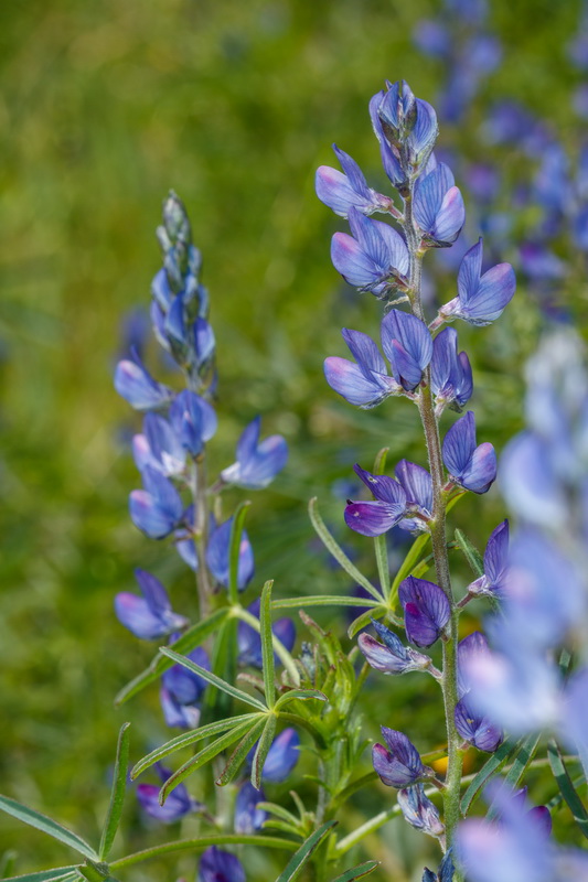  MG 2005 Lupinus angustifolius Chocho de hoja estrecha