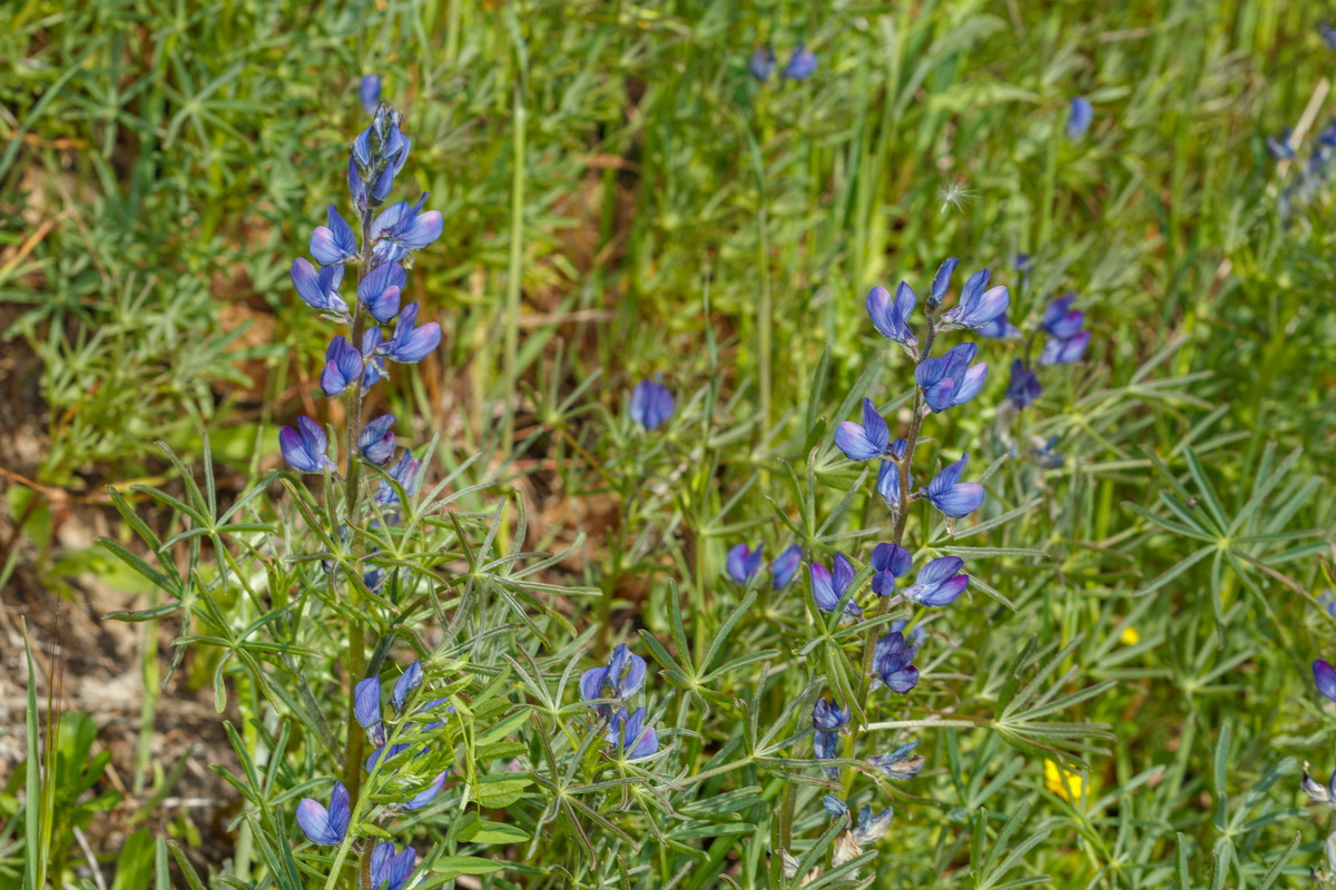  MG 2010 Lupinus angustifolius Chocho de hoja estrecha